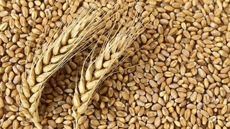 India bans wheat exports, countries condemn India’s move